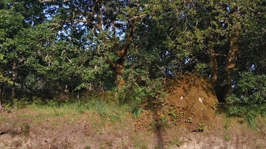 Terreno para Venda em Bico e Cristelo