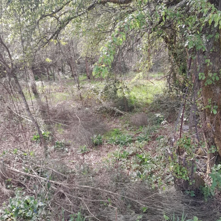 Terreno para Venda em Cossourado e Linhares Foto 1
