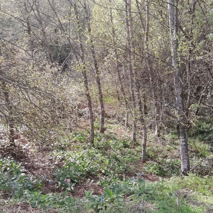 Terreno para Venda em Cossourado e Linhares Foto 5
