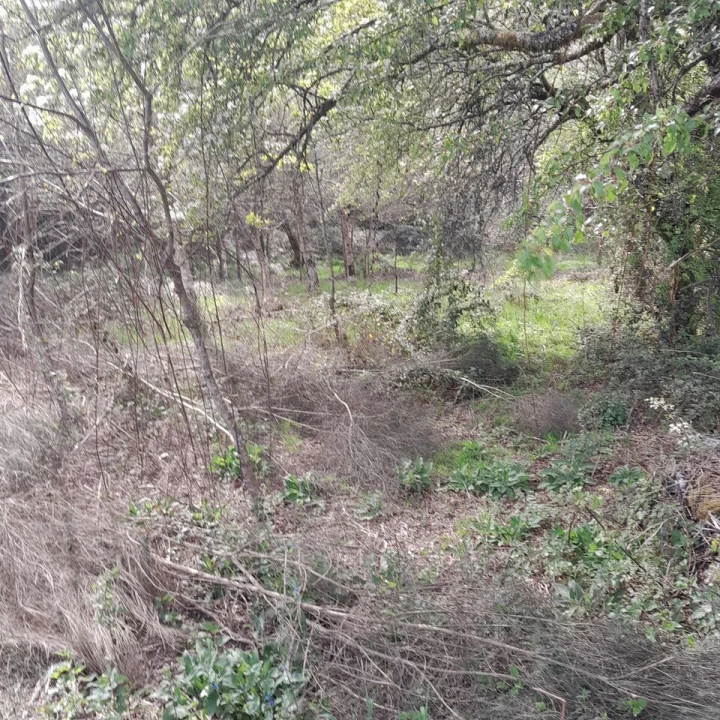 Terreno para Venda em Cossourado e Linhares Foto 6