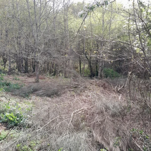 Terreno para Venda em Cossourado e Linhares Foto 3