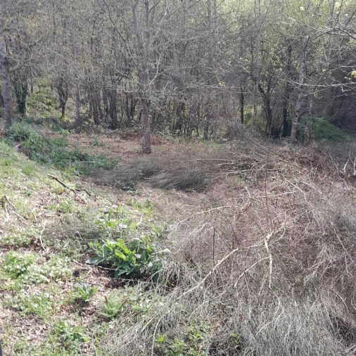 Terreno para Venda em Cossourado e Linhares Foto 7