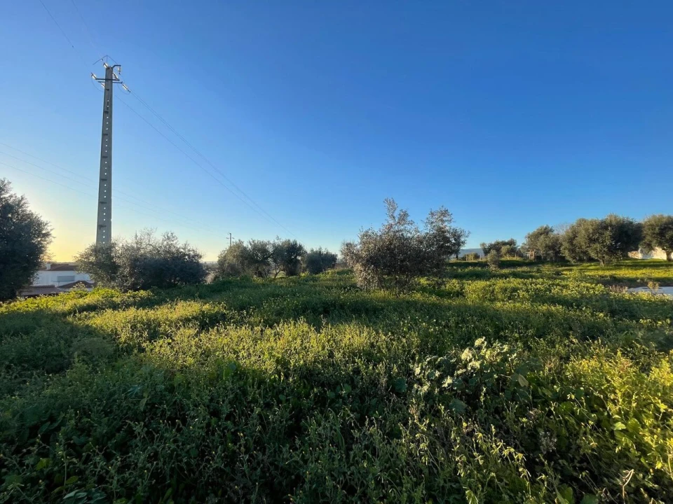 Terreno para Venda em Torres Novas (Santa Maria, Salvador e Santiago) Foto 6