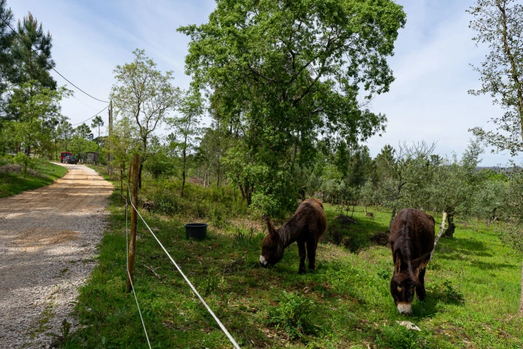 Quinta T10 para Venda em Gondemaria e Olival Foto 29