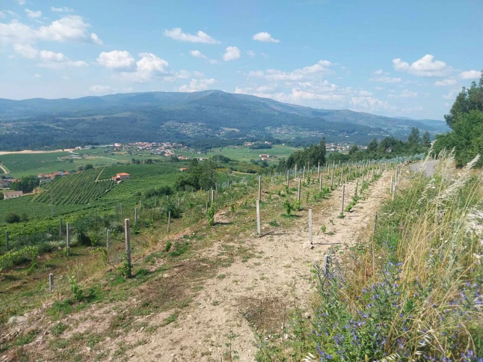 Terreno para Venda em Ceivães e Badim Foto 6