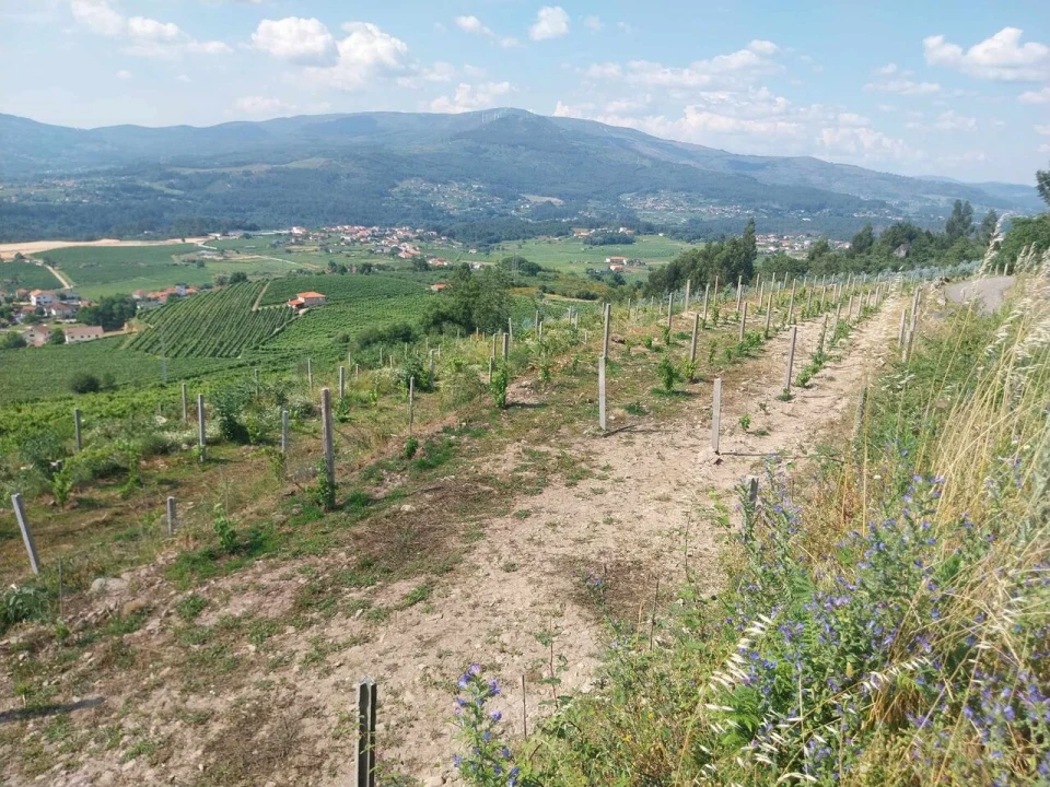 Terreno para Venda em Ceivães e Badim Foto 8