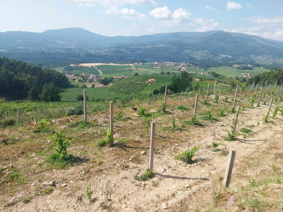 Terreno para Venda em Ceivães e Badim Foto 11
