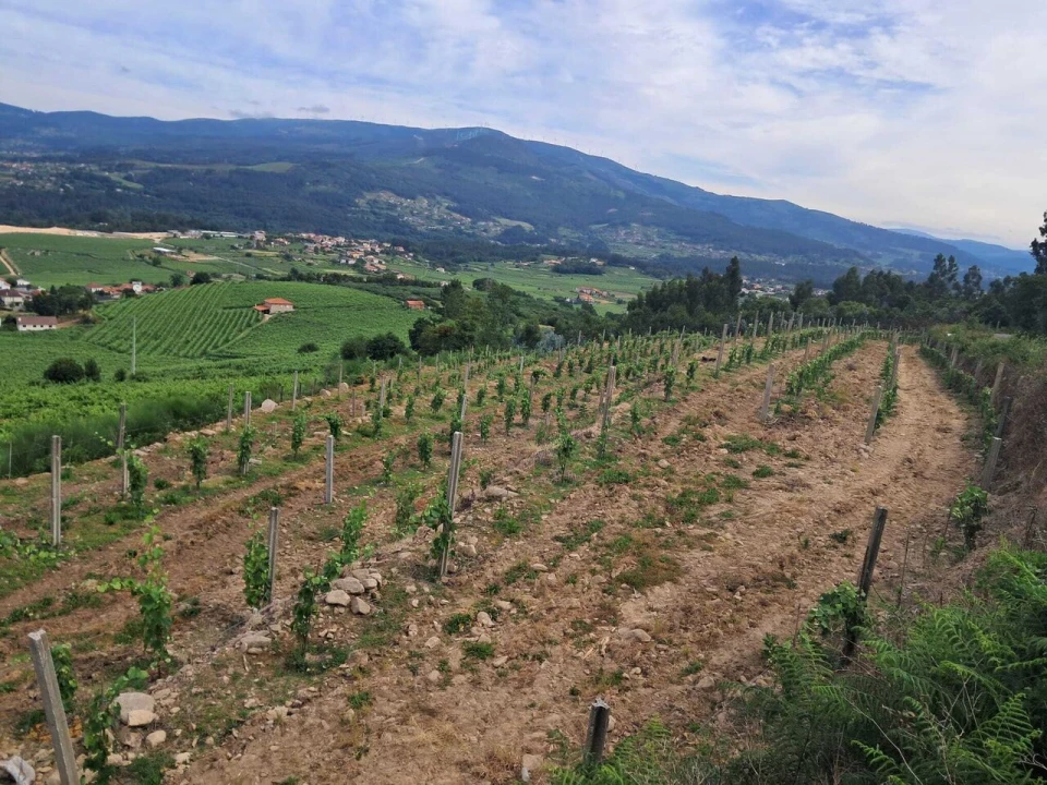 Terreno para Venda em Ceivães e Badim Foto 1