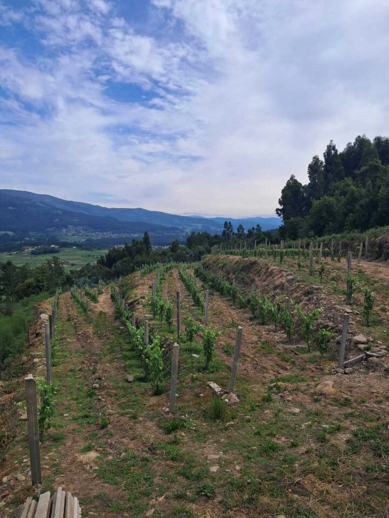 Terreno para Venda em Ceivães e Badim Foto 2