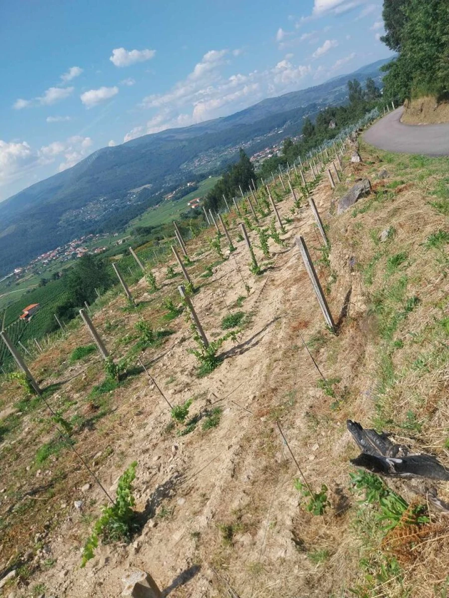 Terreno para Venda em Ceivães e Badim Foto 5