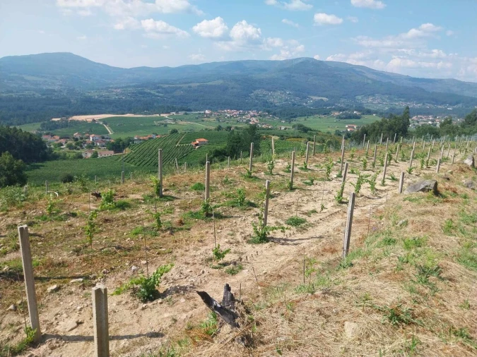 Terreno para Venda em Ceivães e Badim Foto 7