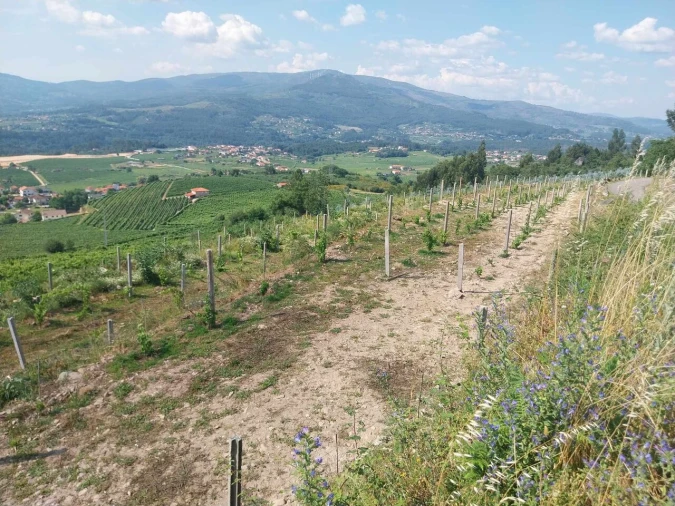 Terreno para Venda em Ceivães e Badim Foto 8