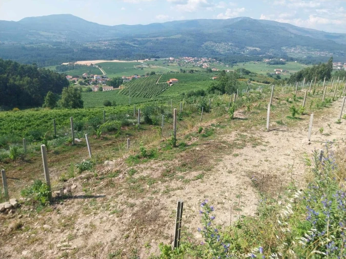 Terreno para Venda em Ceivães e Badim Foto 9