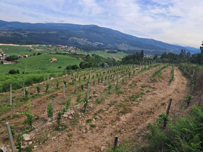 Terreno para Venda em Ceivães e Badim Foto 1