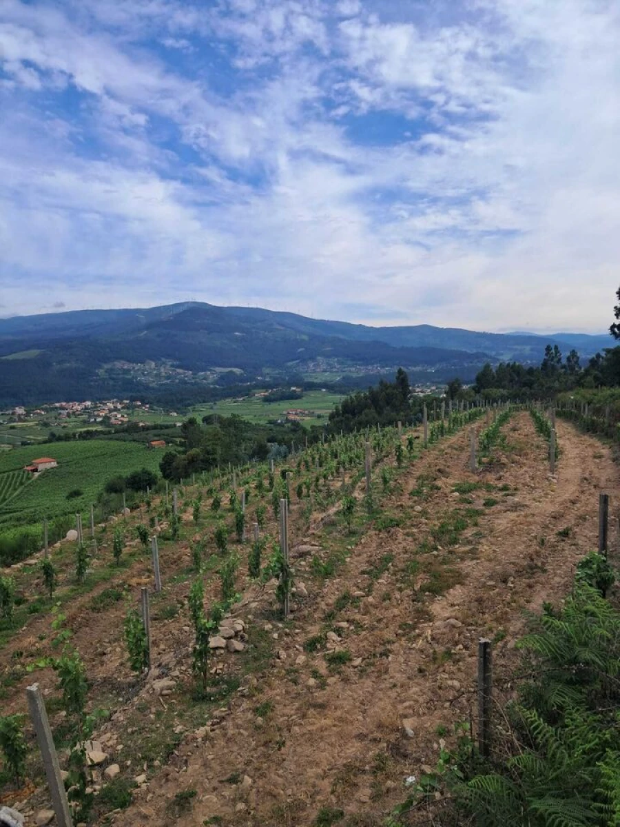 Terreno para Venda em Ceivães e Badim Foto 3