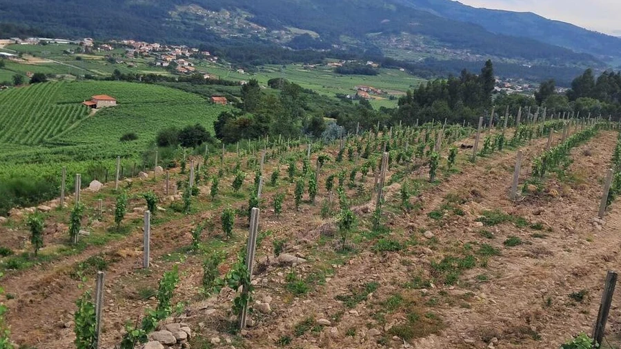 Terreno para Venda em Ceivães e Badim