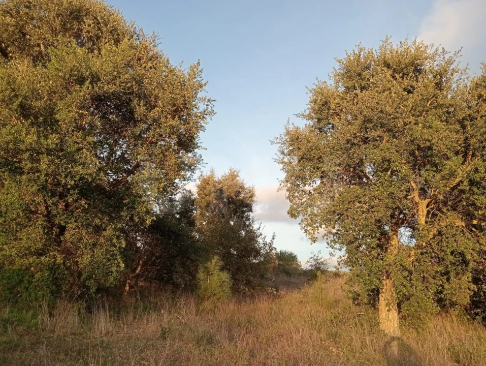 Terreno Agricola ou Rústico para Venda em Dois Portos e Runa Foto 5