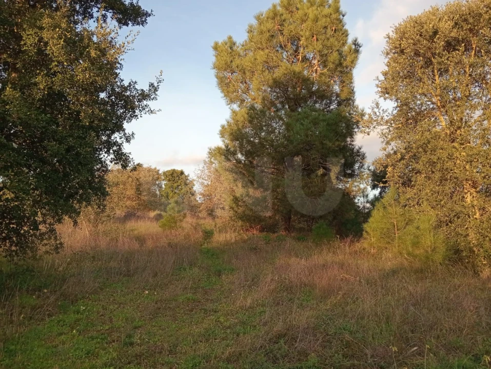 Terreno Agricola ou Rústico para Venda em Dois Portos e Runa Foto 7
