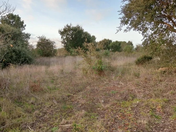 Terreno Agricola ou Rústico para Venda em Dois Portos e Runa Foto 6