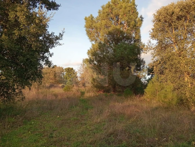 Terreno Agricola ou Rústico para Venda em Dois Portos e Runa Foto 7