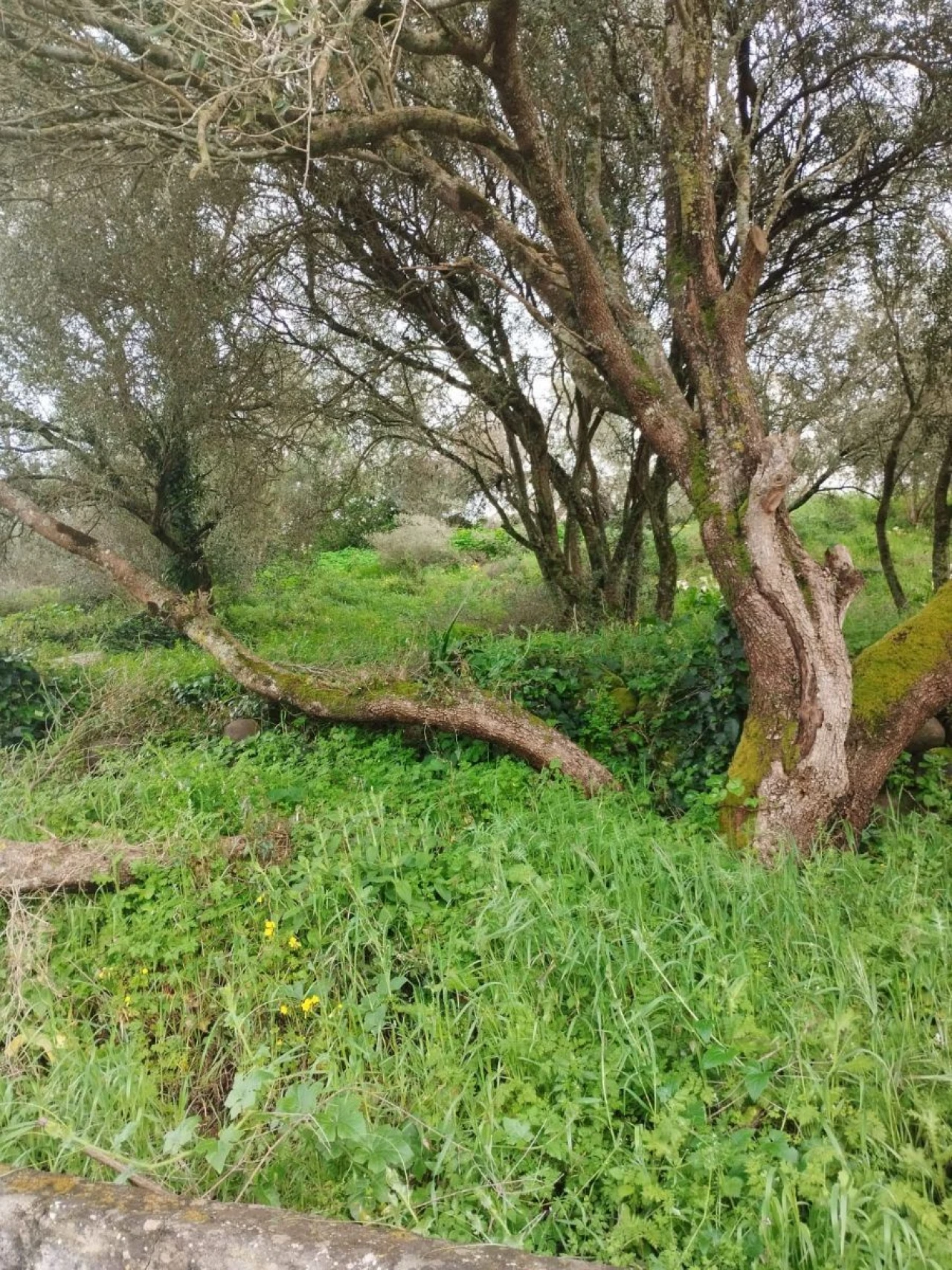 Terreno Agricola ou Rústico para Venda em Almargem do Bispo, Pêro Pinheiro e Montelavar Foto 2