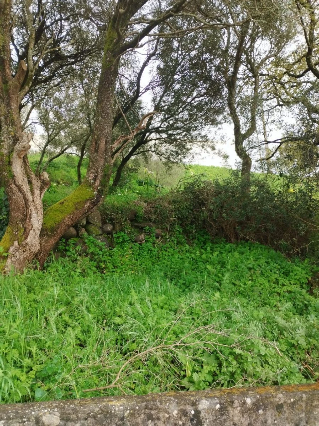 Terreno Agricola ou Rústico para Venda em Almargem do Bispo, Pêro Pinheiro e Montelavar Foto 3