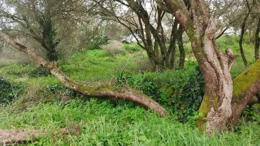 Terreno Agricola ou Rústico para Venda em Almargem do Bispo, Pêro Pinheiro e Montelavar