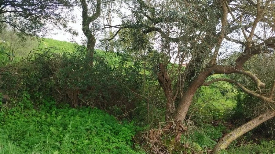 Terreno Agricola ou Rústico para Venda em Almargem do Bispo, Pêro Pinheiro e Montelavar