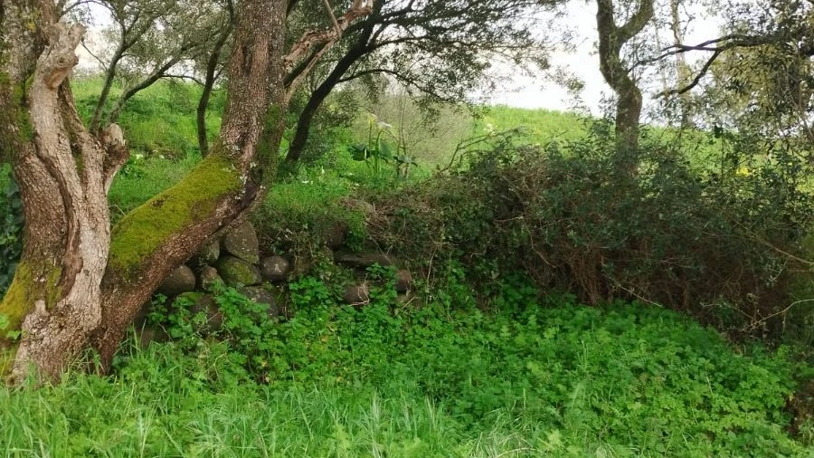 Terreno Agricola ou Rústico para Venda em Almargem do Bispo, Pêro Pinheiro e Montelavar