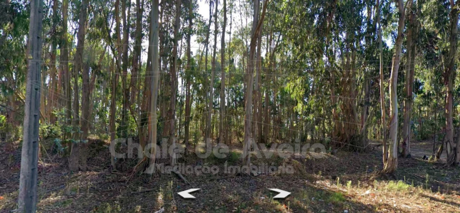 Terreno para Venda em Oiã Foto 3