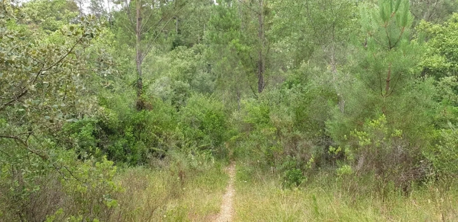 Terreno para Venda em Marmeleira e Assentiz Foto 2