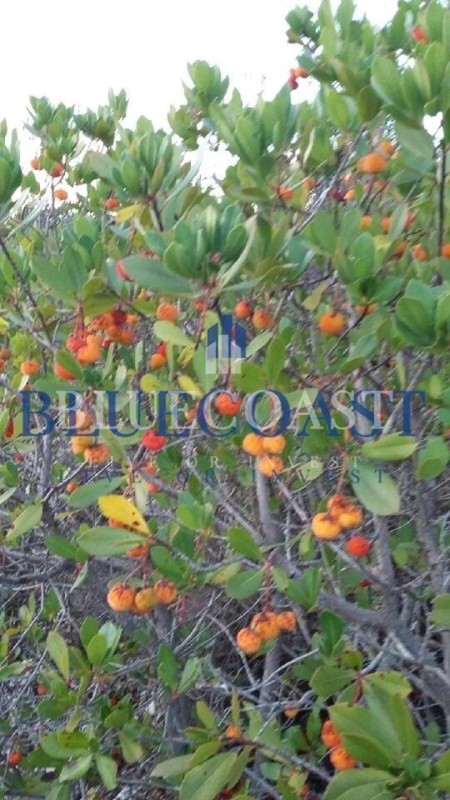 Quinta T4 para Venda em Santa Clara-A-Velha Foto 16