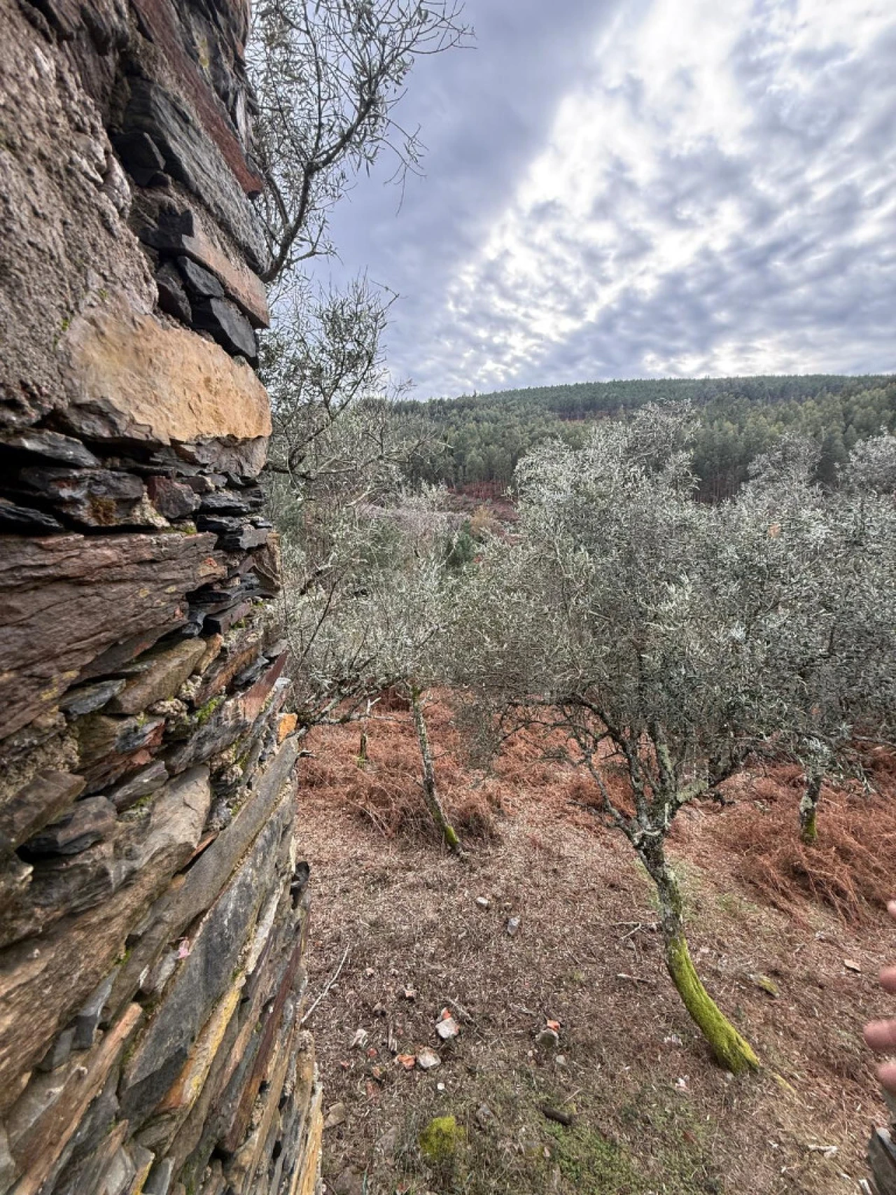 Quinta T3 para Venda em Castanheira de Pêra e Coentral Foto 5