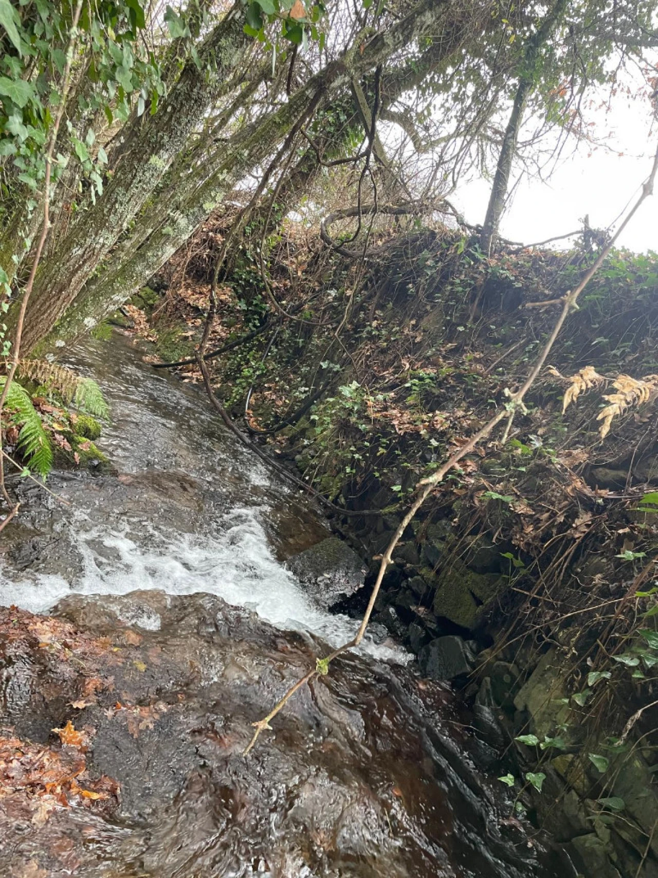 Quinta T5 para Venda em Pedrogão Grande Foto 6