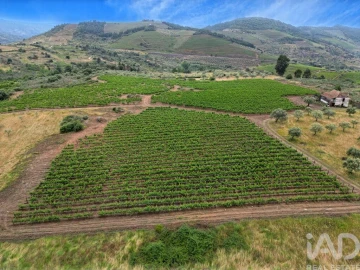 Quinta para Venda em Vila Flor e Nabo