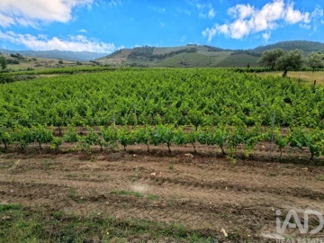 Quinta para Venda em Vila Flor e Nabo