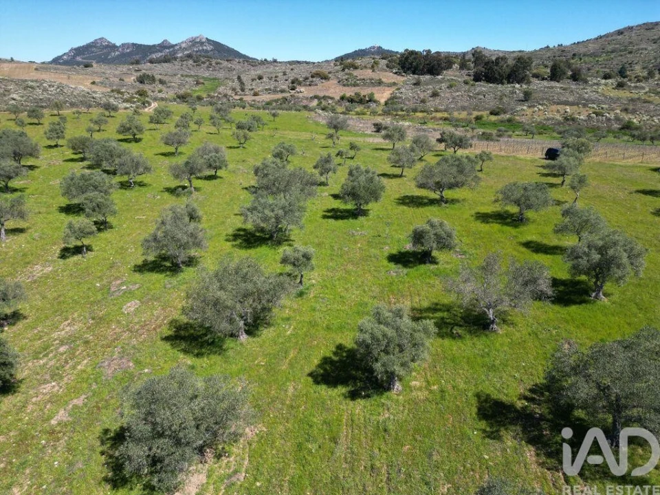Quinta para Venda em Vilas Boas e Vilarinho das Azenhas Foto 21