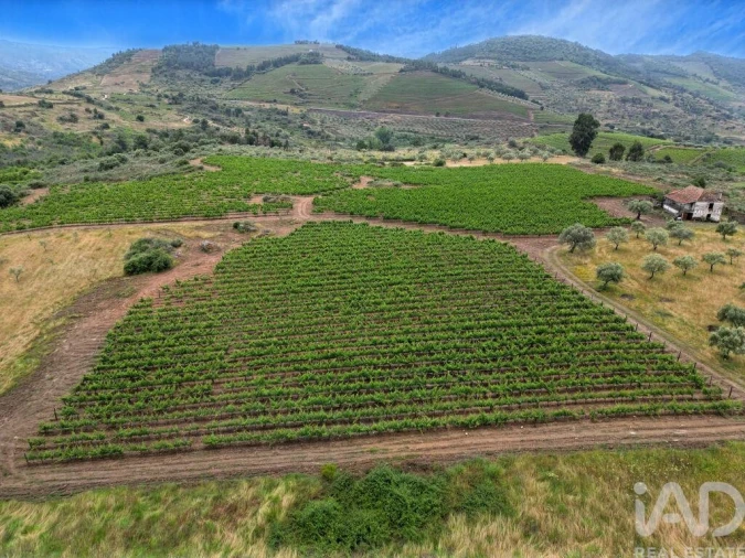 Quinta para Venda em Vila Flor e Nabo Foto 3