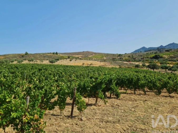 Quinta para Venda em Vilas Boas e Vilarinho das Azenhas Foto 19