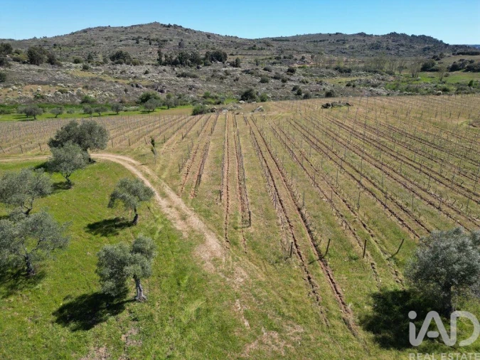 Quinta para Venda em Vilas Boas e Vilarinho das Azenhas Foto 12