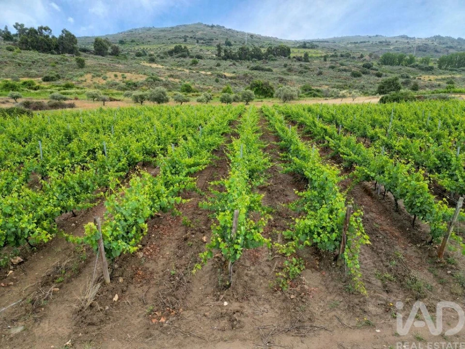 Quinta para Venda em Vila Flor e Nabo Foto 6