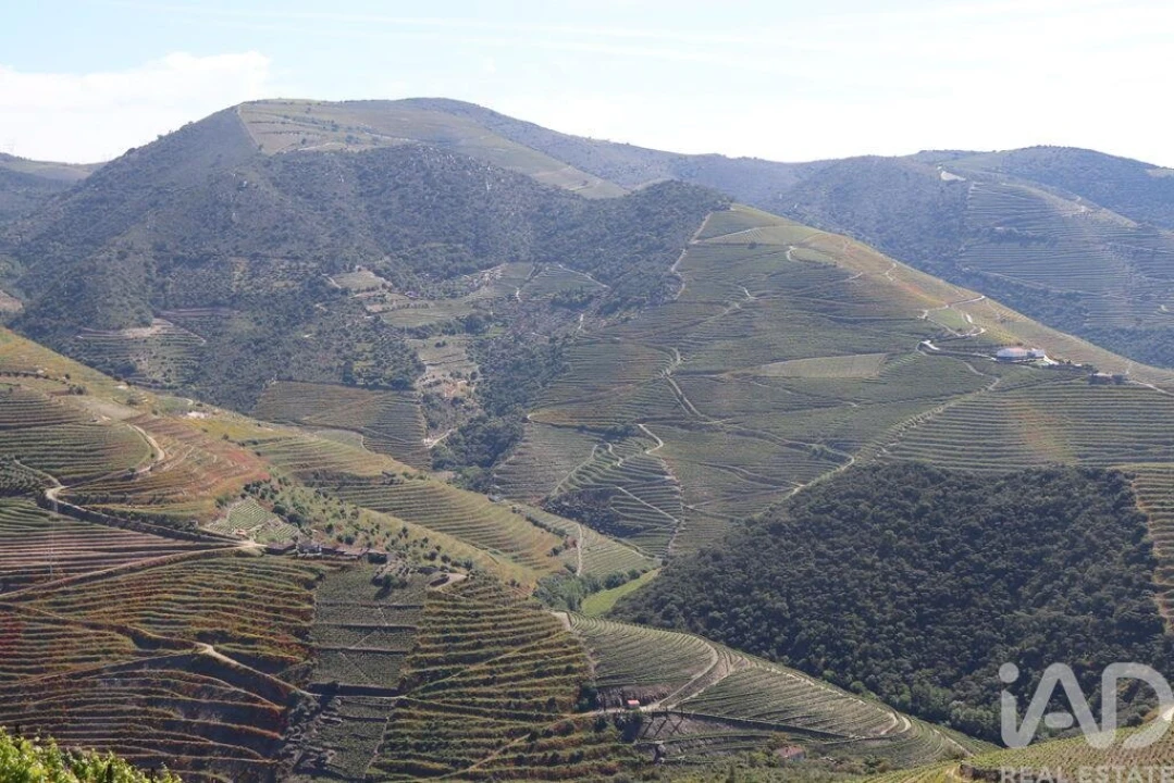 Quinta para Venda em Ervedosa do Douro Foto 12