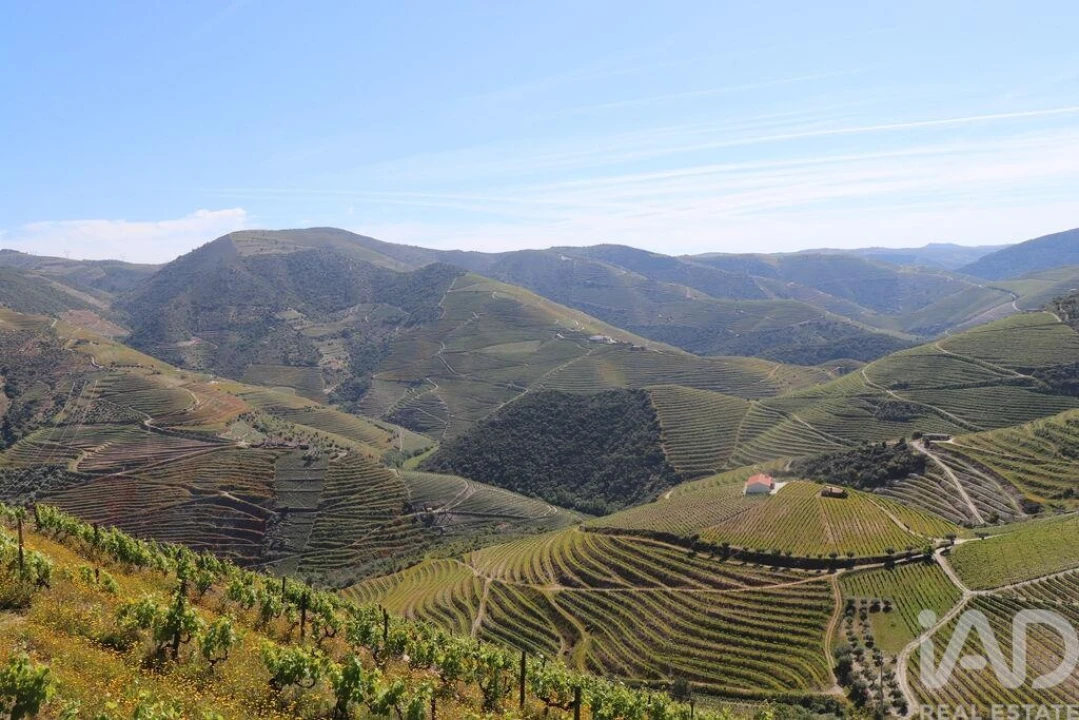 Quinta para Venda em Ervedosa do Douro Foto 11