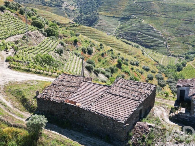 Quinta para Venda em Ervedosa do Douro Foto 7