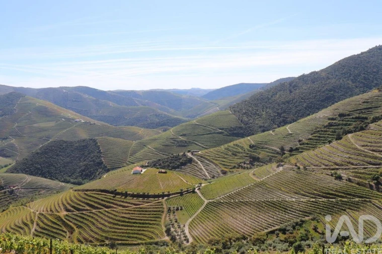 Quinta para Venda em Ervedosa do Douro Foto 9