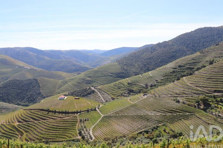 Quinta para Venda em Ervedosa do Douro Foto 10