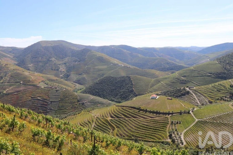 Quinta para Venda em Ervedosa do Douro Foto 13