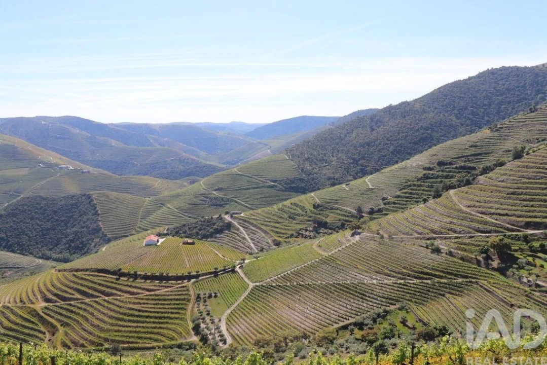 Quinta para Venda em Ervedosa do Douro Foto 10