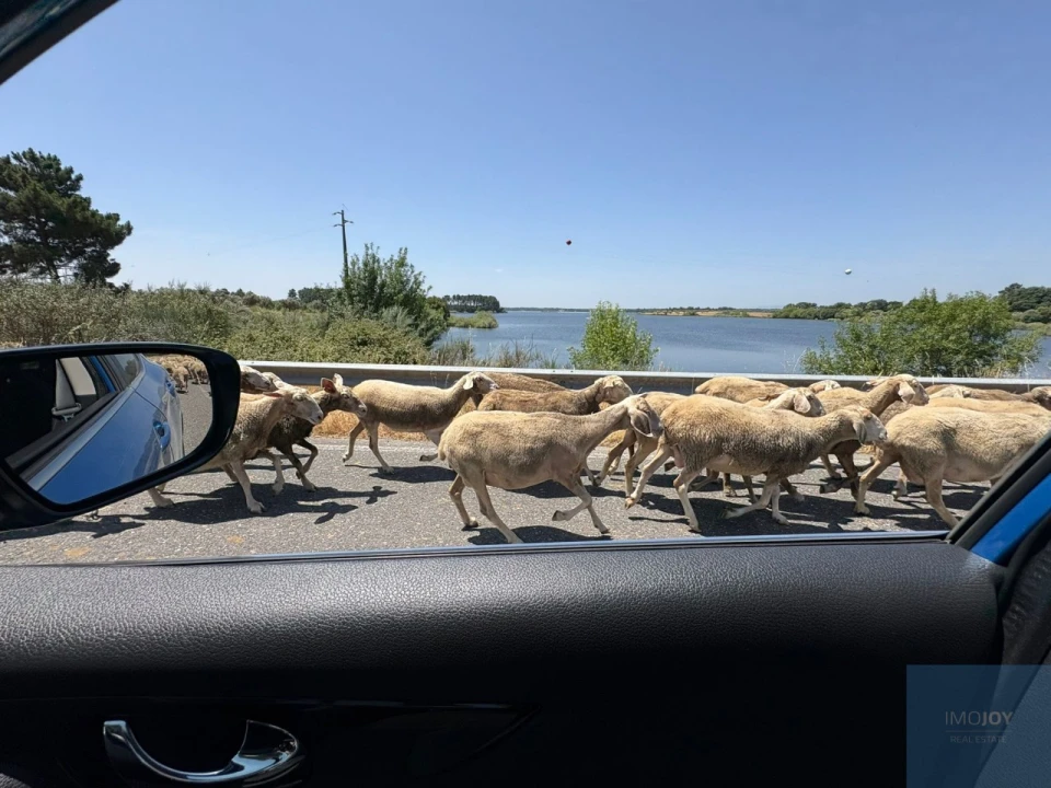 Terreno para Venda em São Vicente da Beira Foto 12