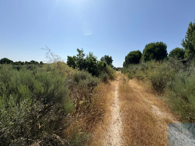 Terreno para Venda em São Vicente da Beira Foto 5